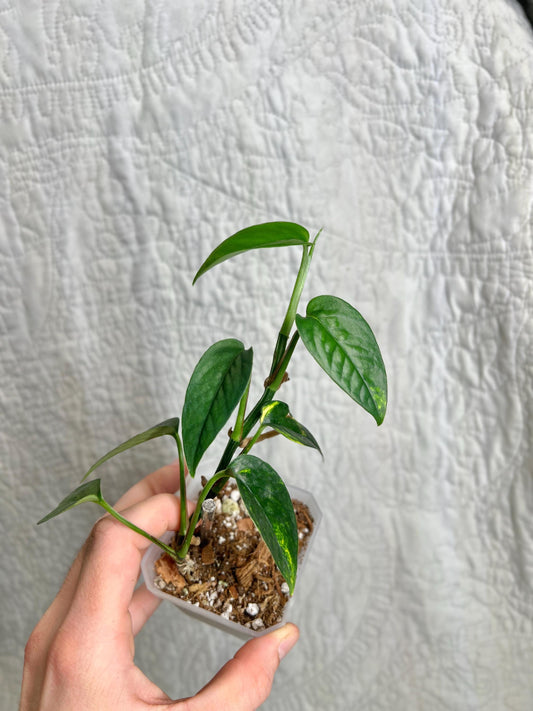 Epipremnum Pinnatum Fire Flame EPFF01