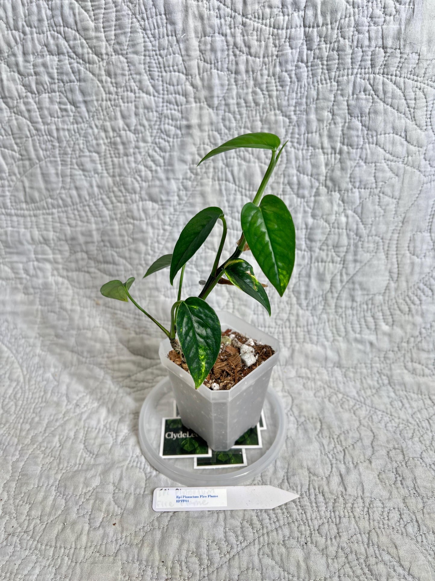 Epipremnum Pinnatum Fire Flame EPFF01