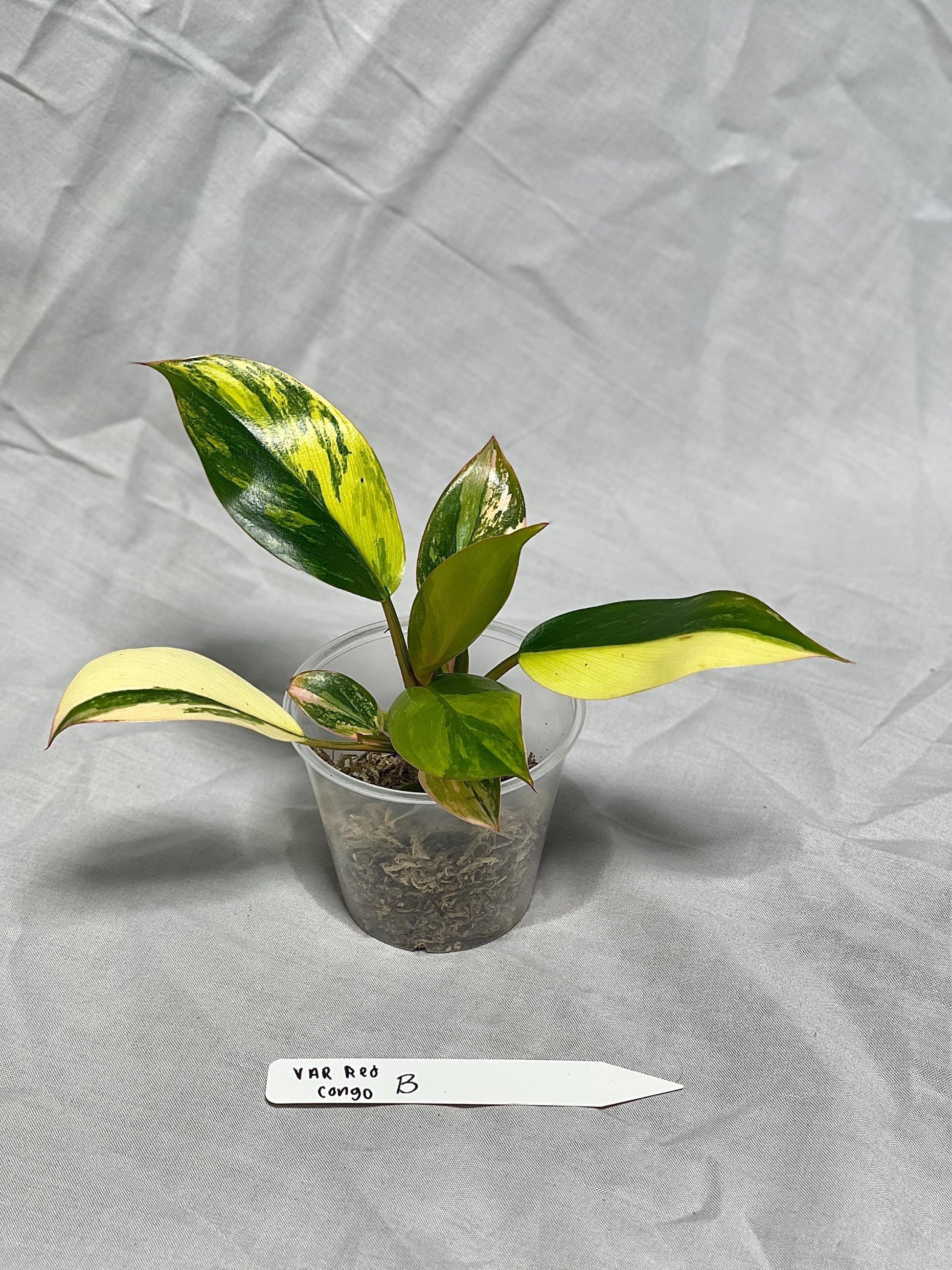 Variegated Red Congo Philodendron - Choose EXACT PLANT 2-3" Pot - Rare Live Houseplant