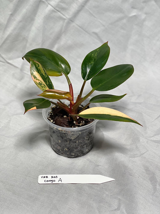 Variegated Red Congo Philodendron - Choose EXACT PLANT 2-3" Pot - Rare Live Houseplant