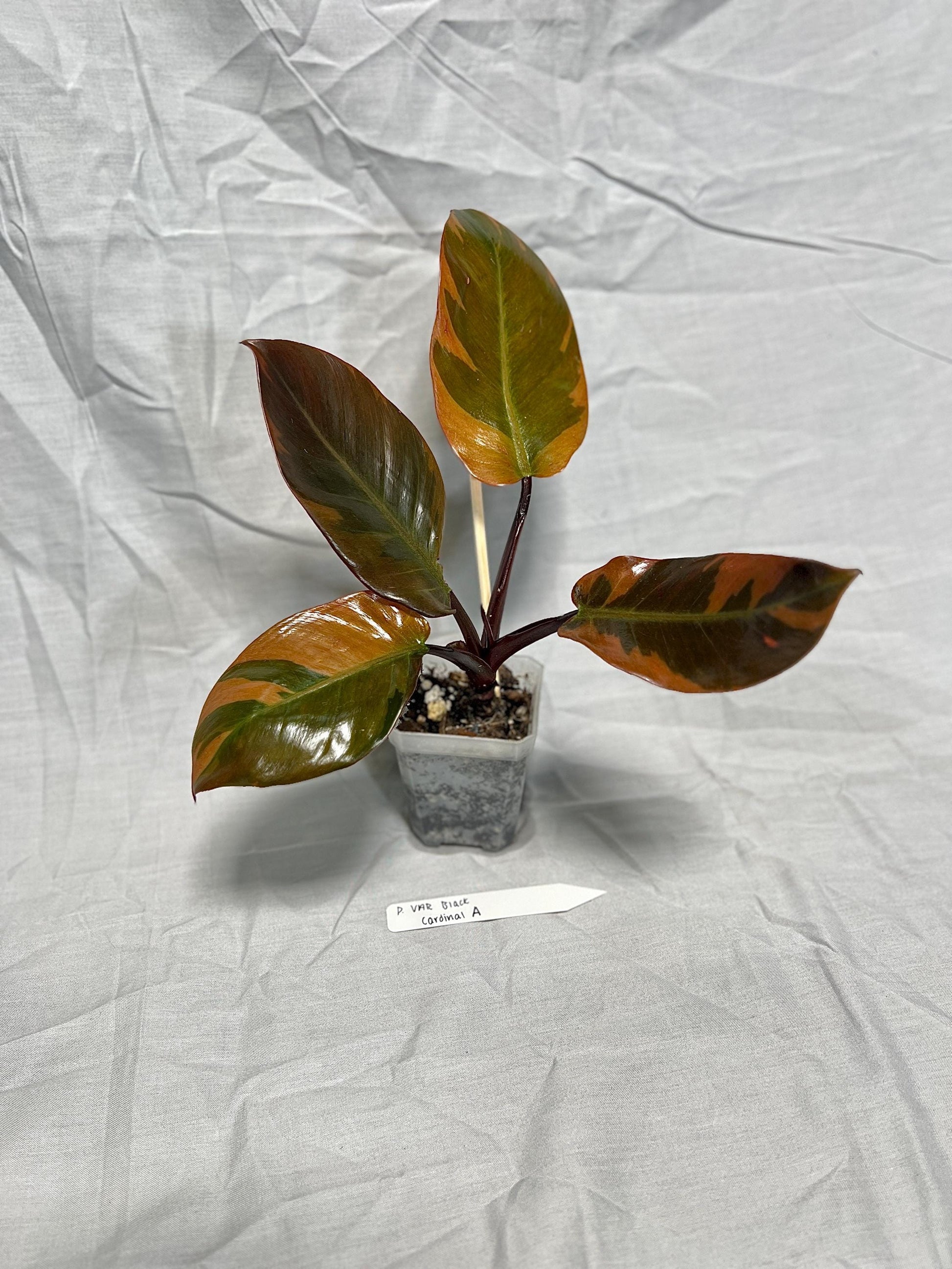 Philodendron Black Cardinal Variegated 4” Pot Starter – EXACT PLANT