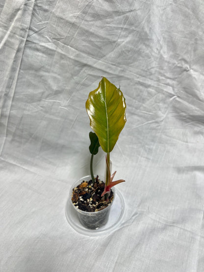 Philodendron Pluto 3” Pot Starter – EXACT PLANT – rare philodendron live aroid tropical houseplant indoor plant