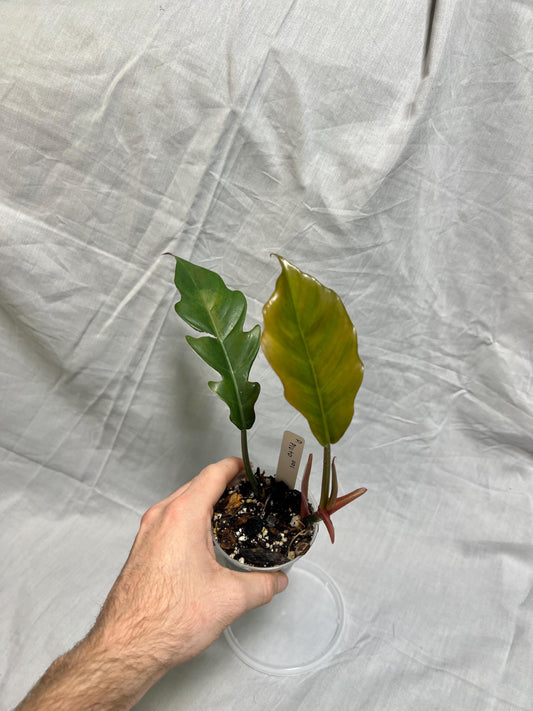 Philodendron Pluto 3” Pot Starter – EXACT PLANT – rare philodendron live aroid tropical houseplant indoor plant