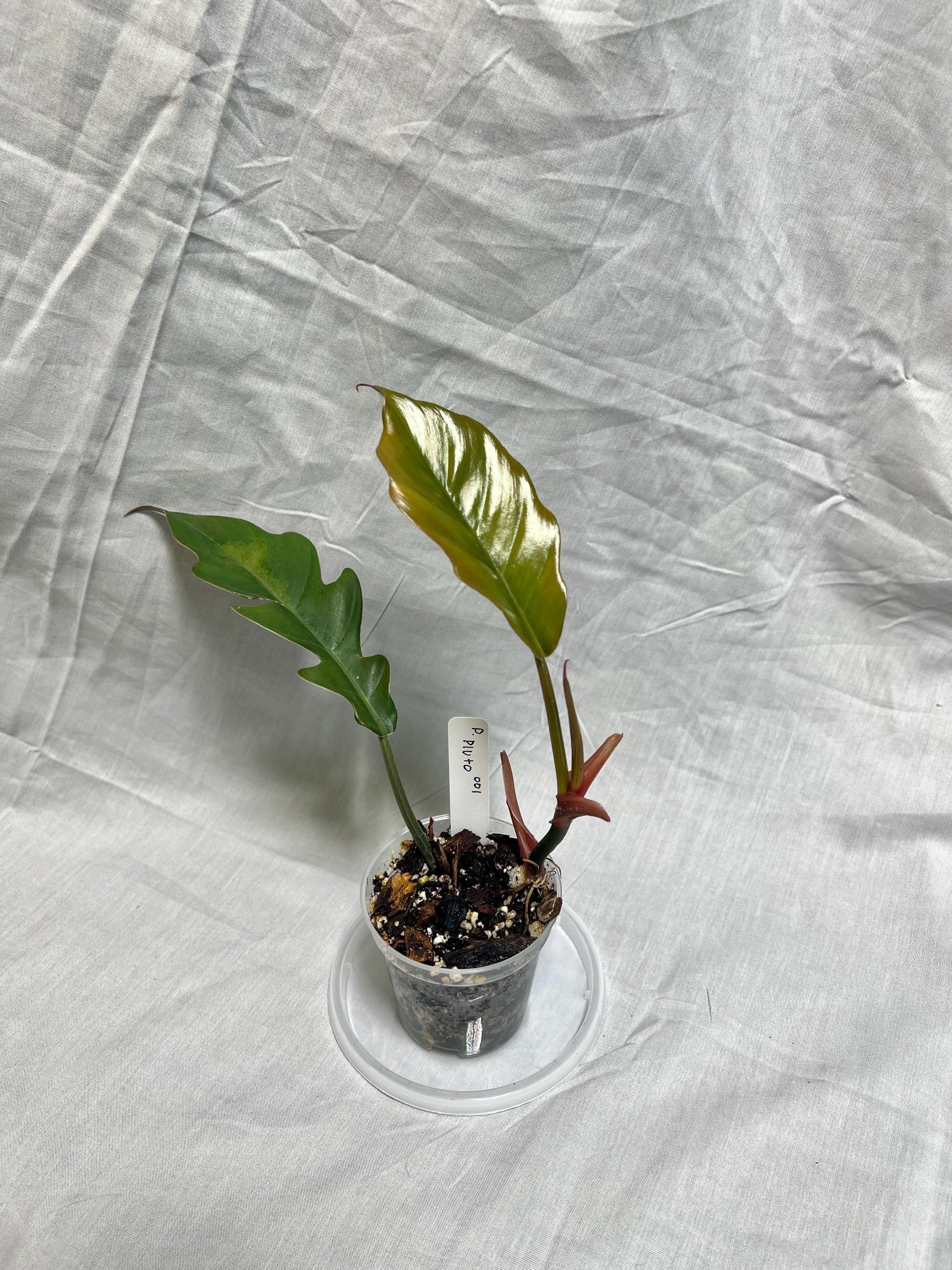 Philodendron Pluto 3” Pot Starter – EXACT PLANT – rare philodendron live aroid tropical houseplant indoor plant