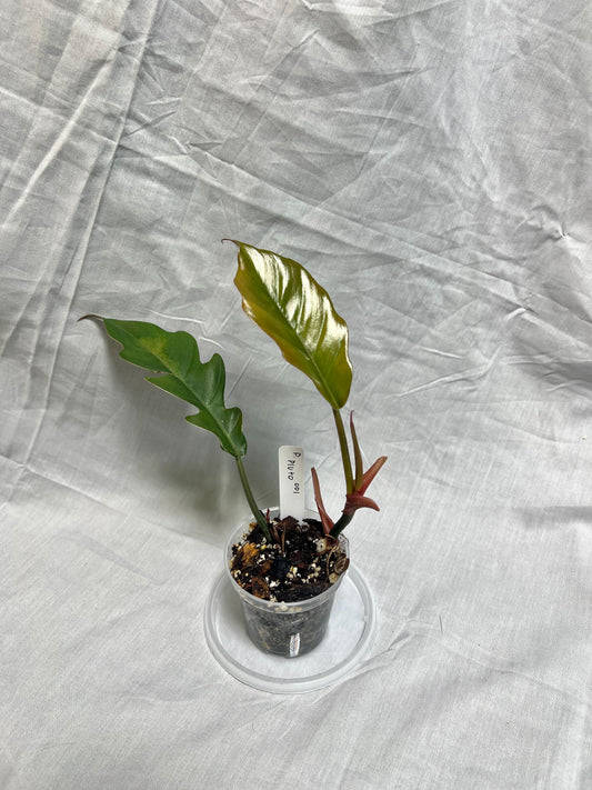 Philodendron Pluto 3” Pot Starter – EXACT PLANT – rare philodendron live aroid tropical houseplant indoor plant