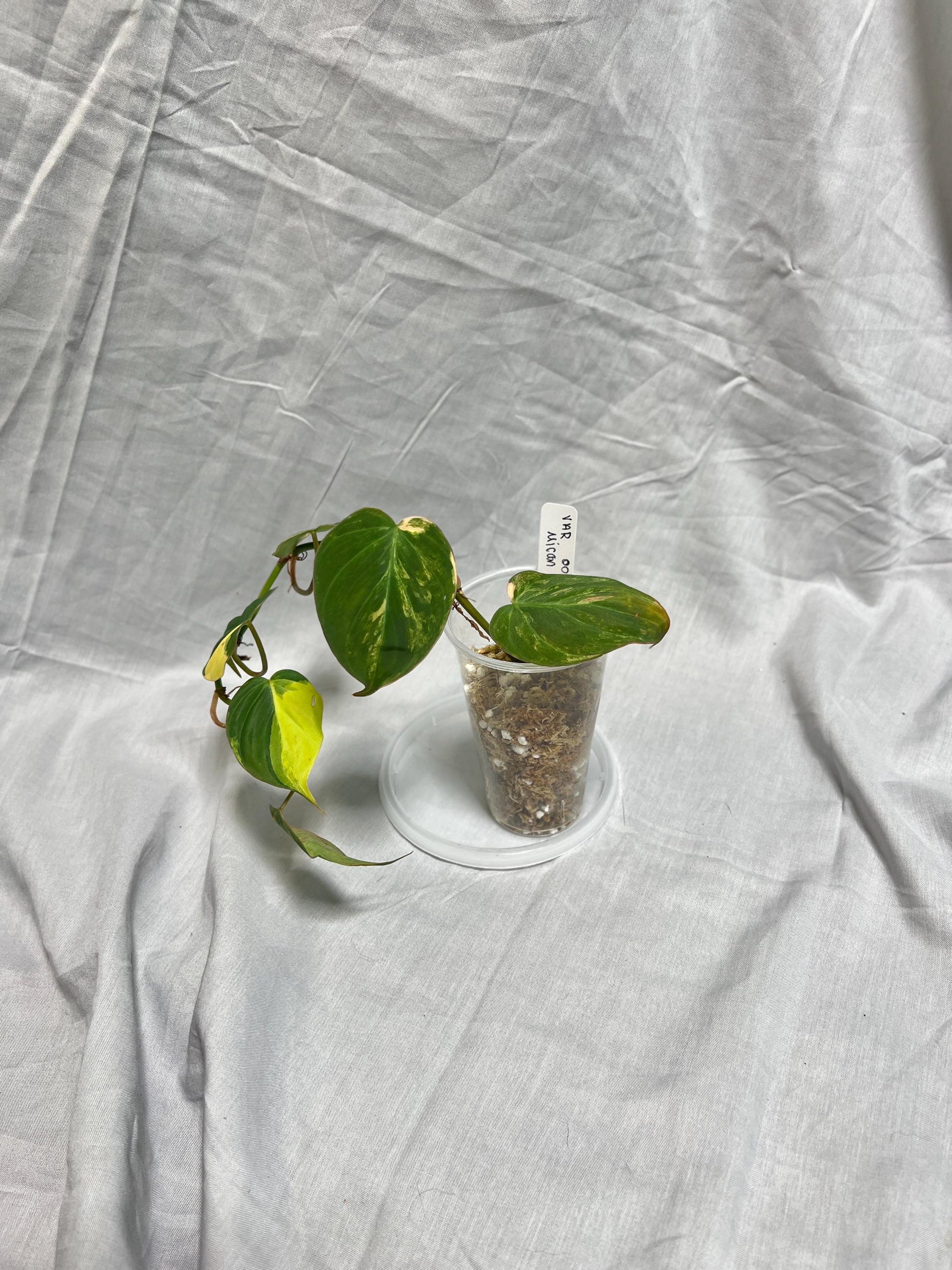 Philodendron Variegated Micans AUREA - EXACT Plant - RARE Live Houseplant