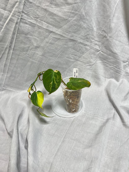 Philodendron Variegated Micans AUREA - EXACT Plant - RARE Live Houseplant