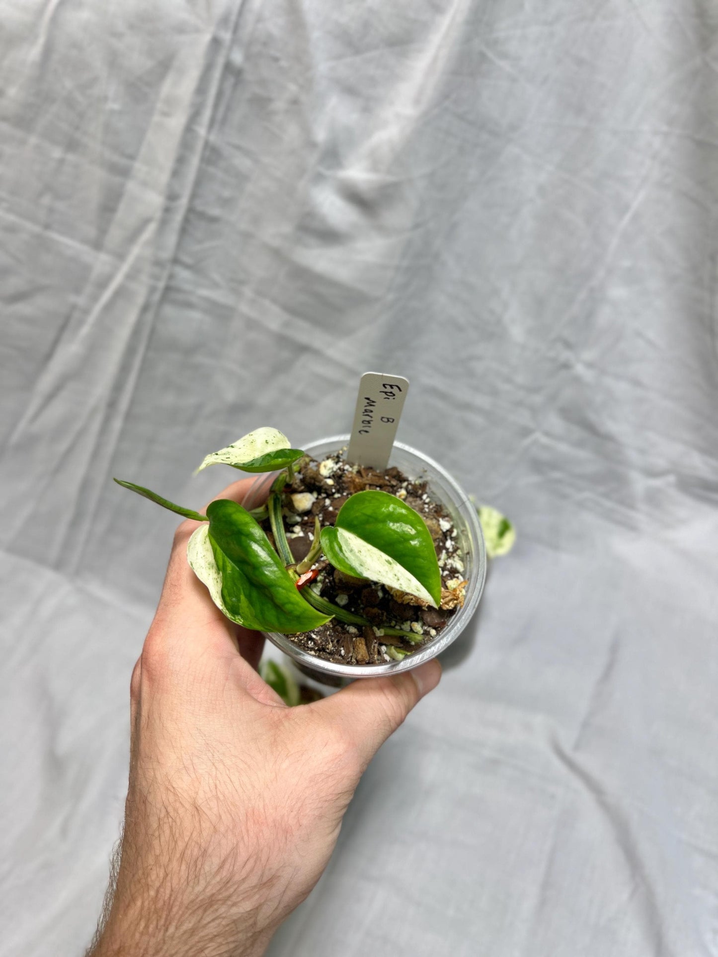 Epipremnum pinnatum "Marble" - Choose EXACT Plant - RARE LIVE Houseplant
