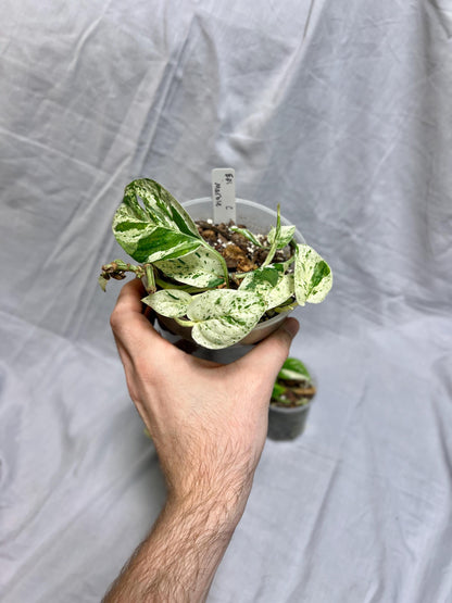 Epipremnum pinnatum "Marble" - Choose EXACT Plant - RARE LIVE Houseplant