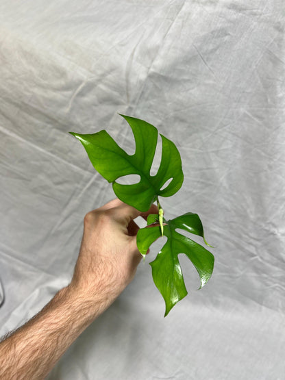 Monstera Cuttings Bundle - Adansonii, Peru, Mini Monstera - RARE Plants FRESH Cuttings Growers Choice