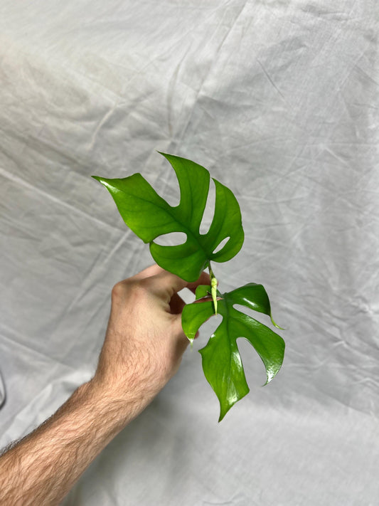 Monstera Cuttings Bundle - Adansonii, Peru, Mini Monstera - RARE Plants FRESH Cuttings Growers Choice
