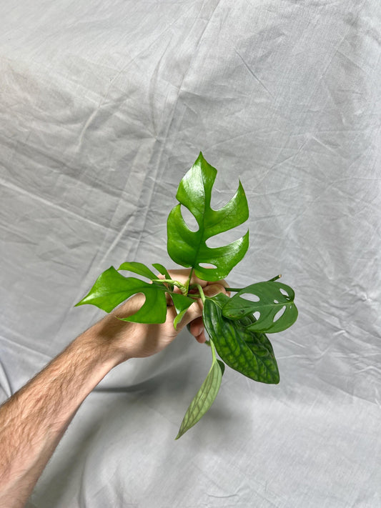 Monstera Cuttings Bundle - Adansonii, Peru, Mini Monstera - RARE Plants FRESH Cuttings Growers Choice