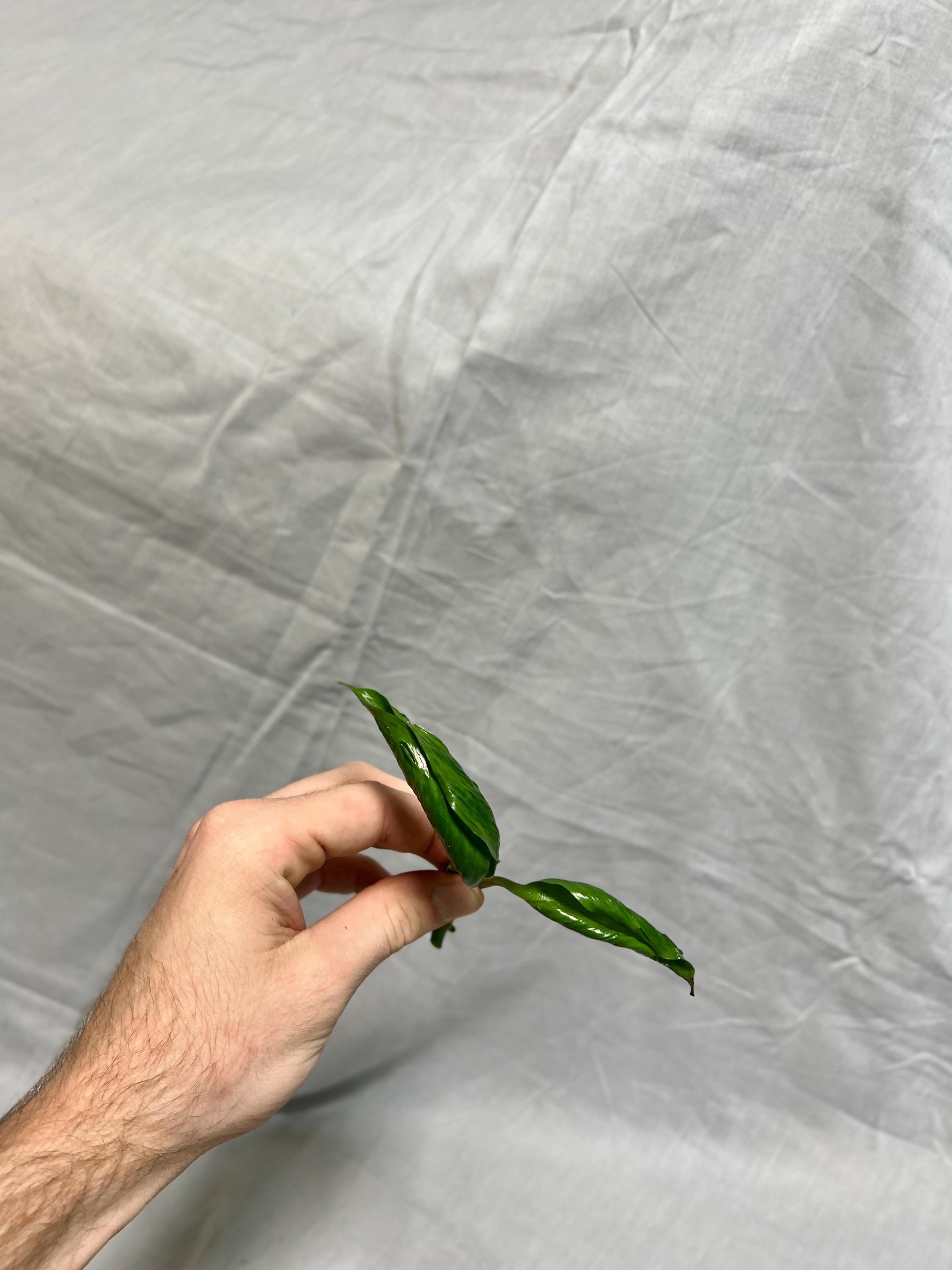 Pothos Cuttings Bundle - Fresh Cuttings - Hawaiian Pothos, Marble Queen Pothos, Shangri-La Pothos