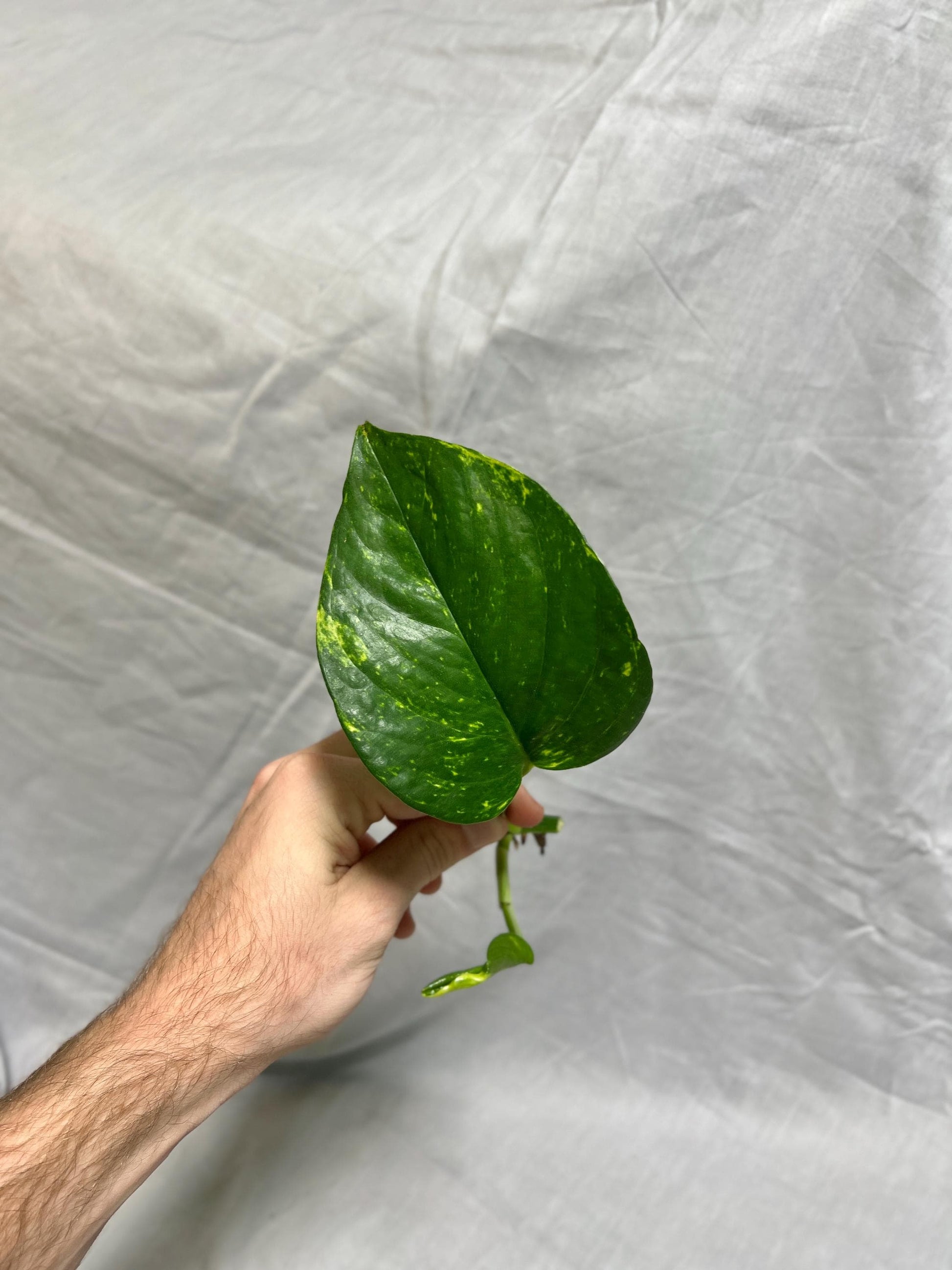 Pothos Cuttings Bundle - Fresh Cuttings - Hawaiian Pothos, Marble Queen Pothos, Shangri-La Pothos