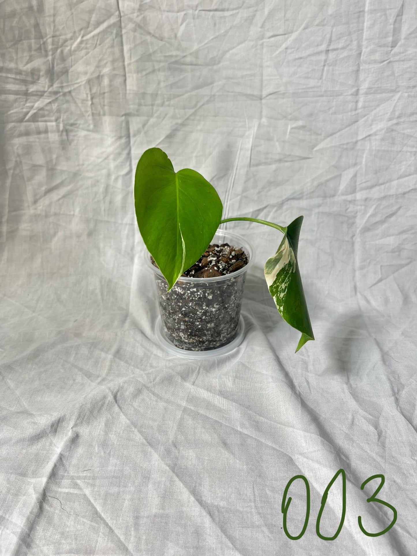 Monstera Deliciosa Albo Vareigated - Choose EXACT PLANT - RARE Live Houseplant
