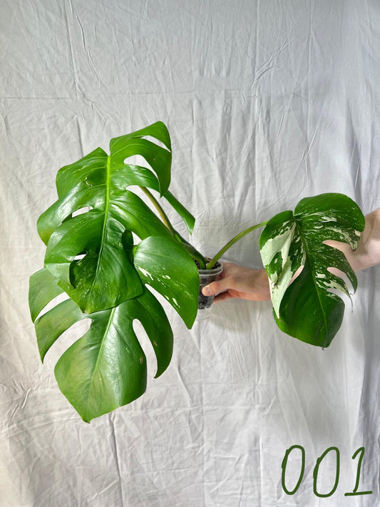 Monstera Deliciosa Albo Vareigated - Choose EXACT PLANT - RARE Live Houseplant