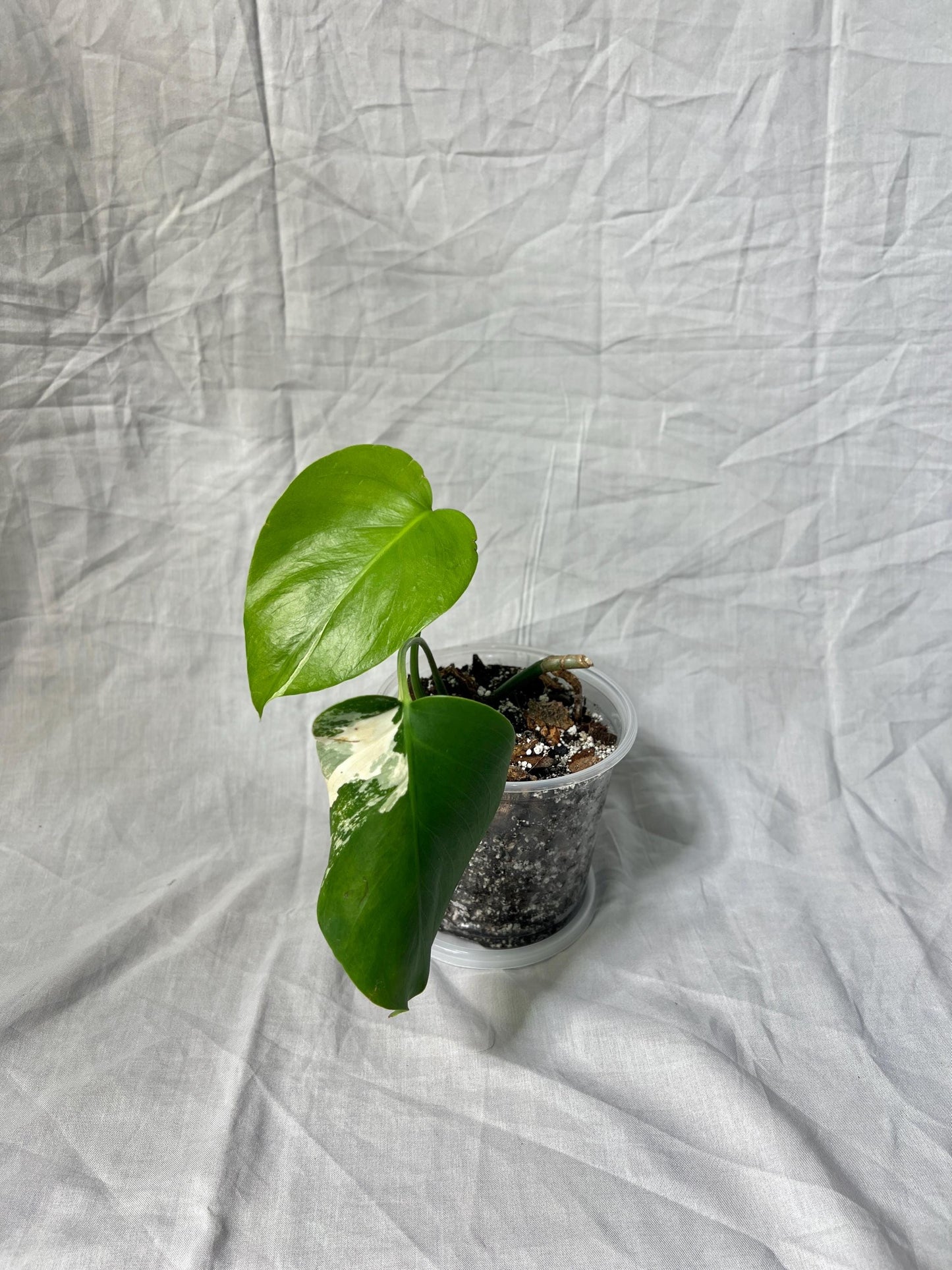 Monstera Deliciosa Albo Vareigated - Choose EXACT PLANT - RARE Live Houseplant