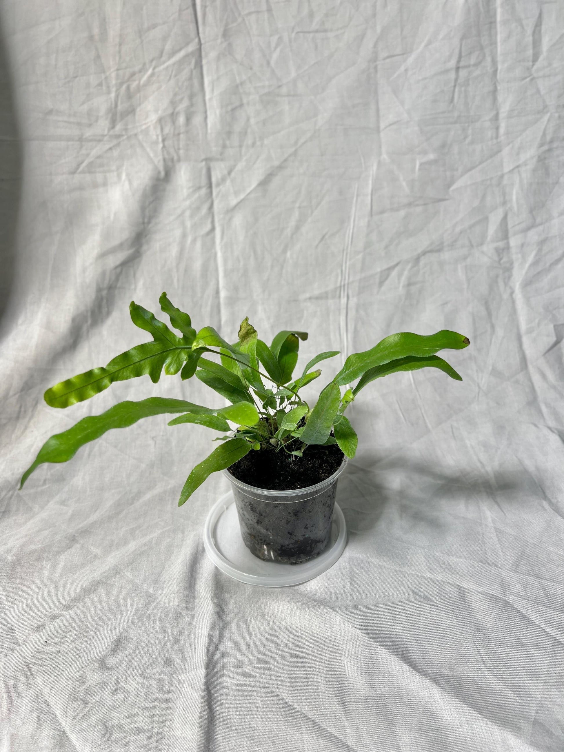 Blue Star Fern 4” Pot EXACT PLANT – Easy Care Live Houseplant Rare Fern