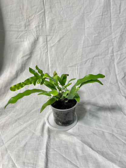 Blue Star Fern 4” Pot EXACT PLANT – Easy Care Live Houseplant Rare Fern