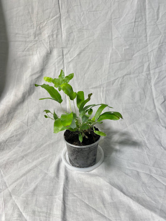 Blue Star Fern 4” Pot EXACT PLANT – Easy Care Live Houseplant Rare Fern