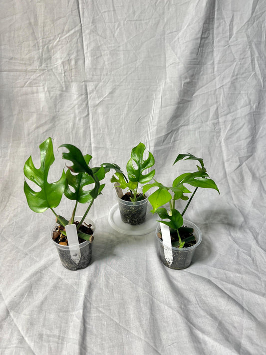Mini Monstera Starter 3" – Choose EXACT Plant – Reverted from VARIEGATED mother Plant - RARE Aroid