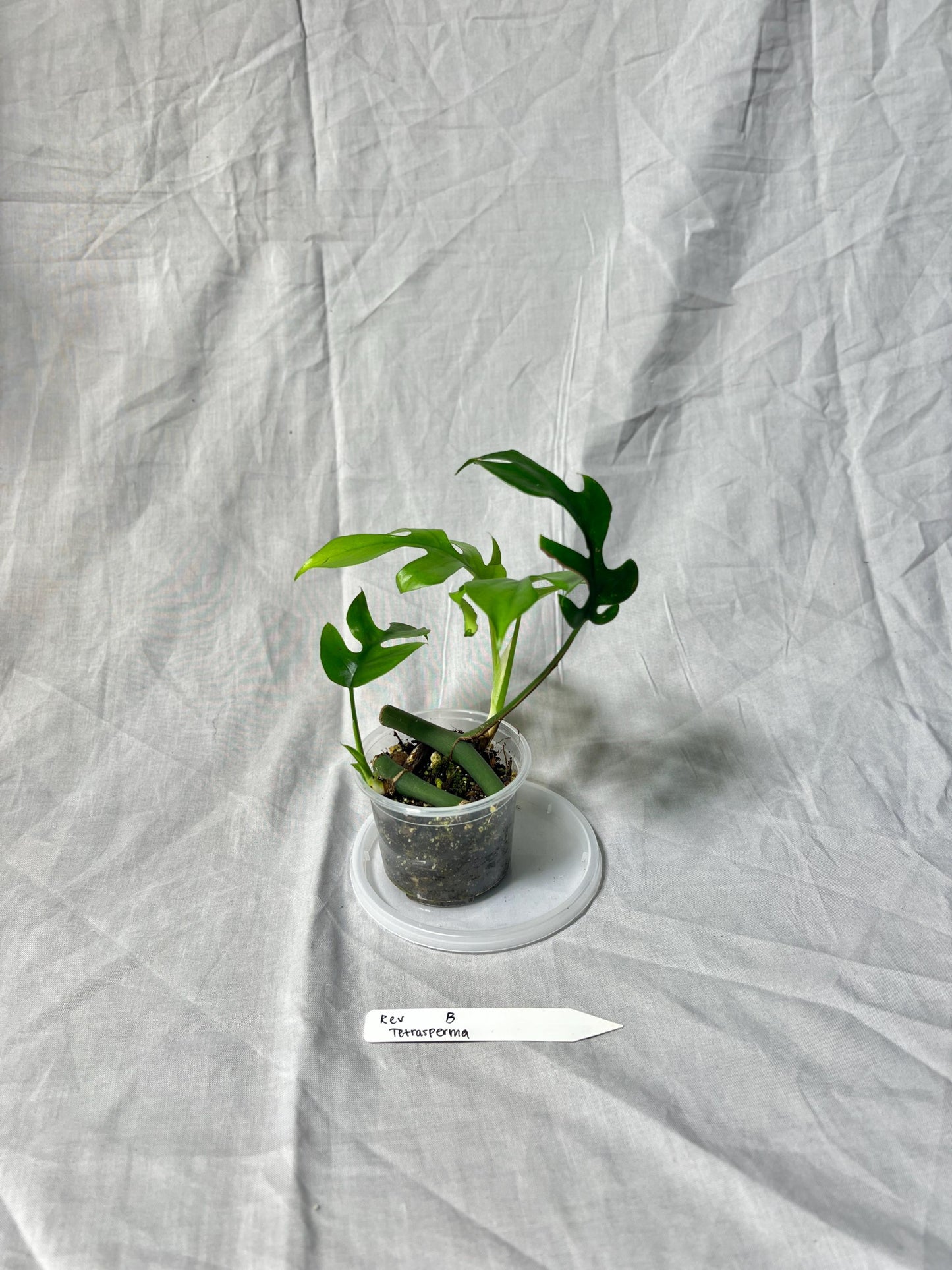 Mini Monstera Starter 3" – Choose EXACT Plant – Reverted from VARIEGATED mother Plant - RARE Aroid