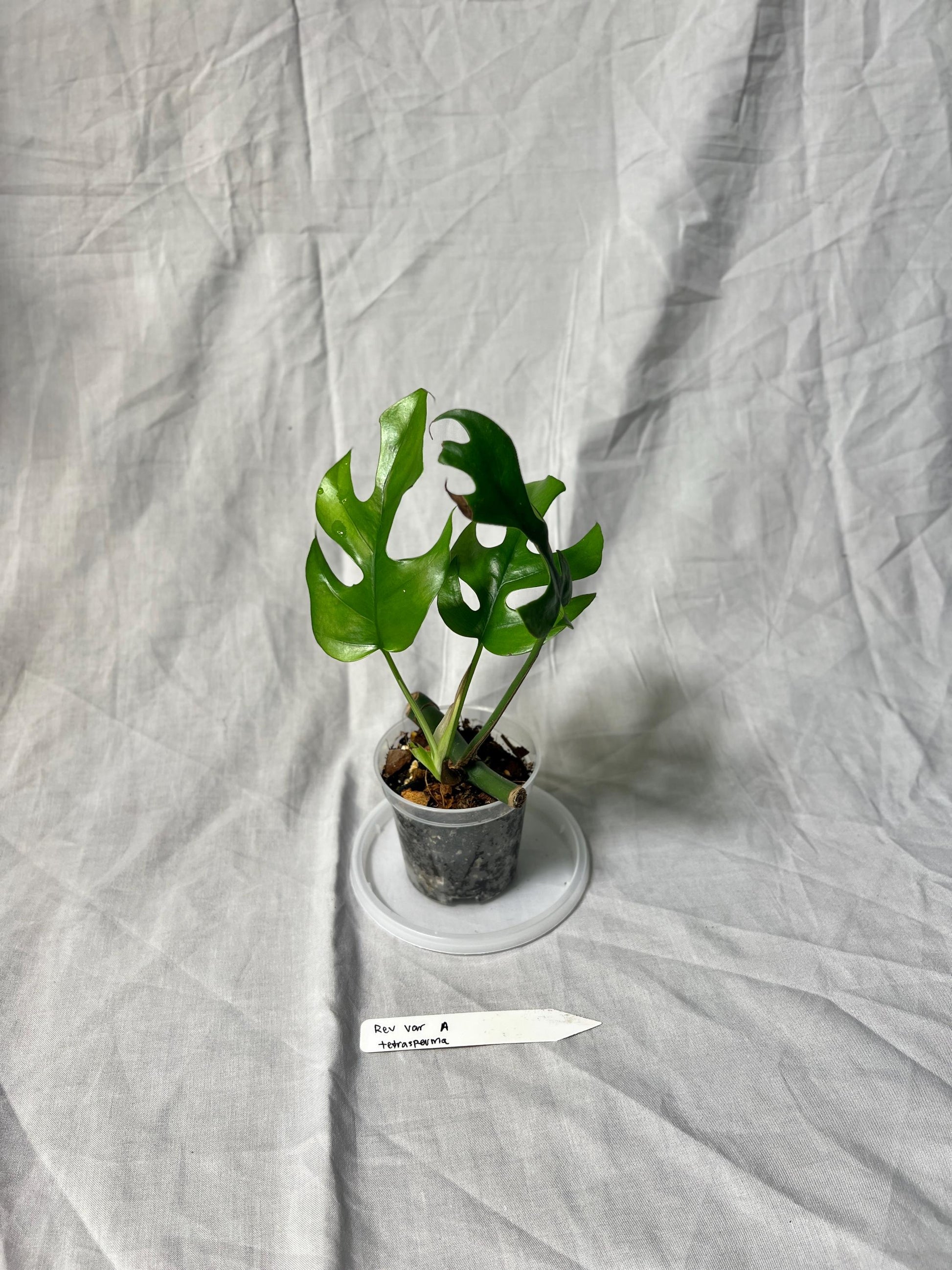 Mini Monstera Starter 3" – Choose EXACT Plant – Reverted from VARIEGATED mother Plant - RARE Aroid