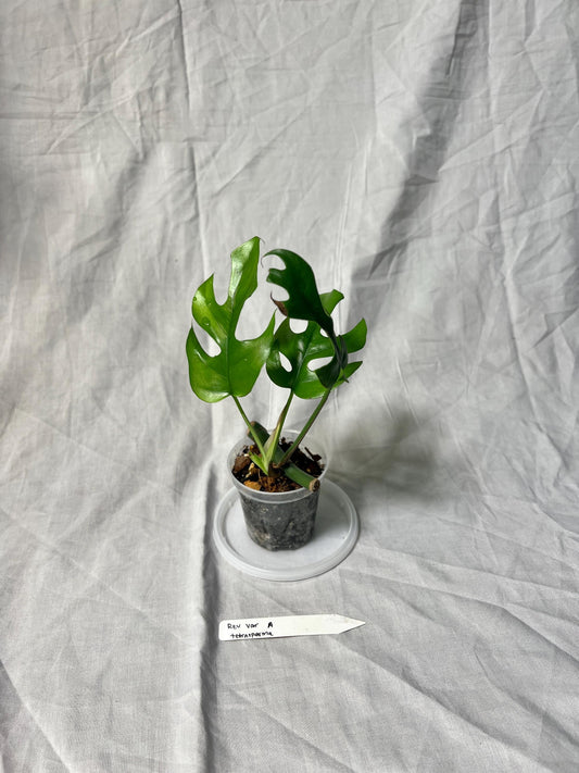 Mini Monstera Starter 3" – Choose EXACT Plant – Reverted from VARIEGATED mother Plant - RARE Aroid