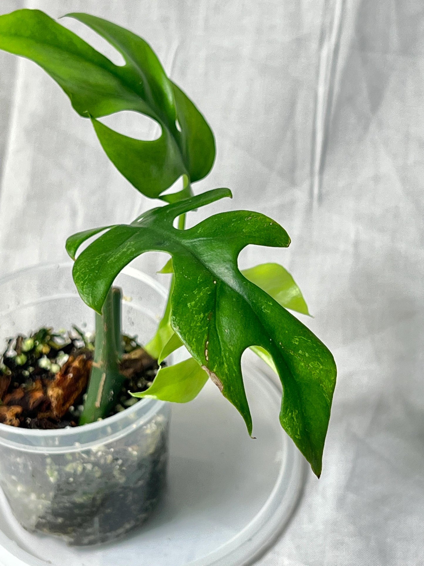 Mini Monstera Starter 3" – Choose EXACT Plant – Reverted from VARIEGATED mother Plant - RARE Aroid