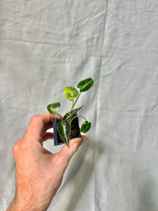 Rare Alocasia Aurea Bambino Variegated Starter Plug - GROWERS CHOICE! - Established Rooted Starte Plant