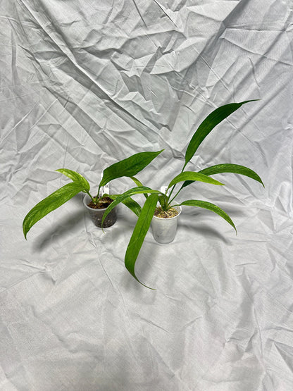 Vittarifolium Anthurium Variegated 3" - EXACT PLANT - RARE Live Houseplant anthurium tropical plant