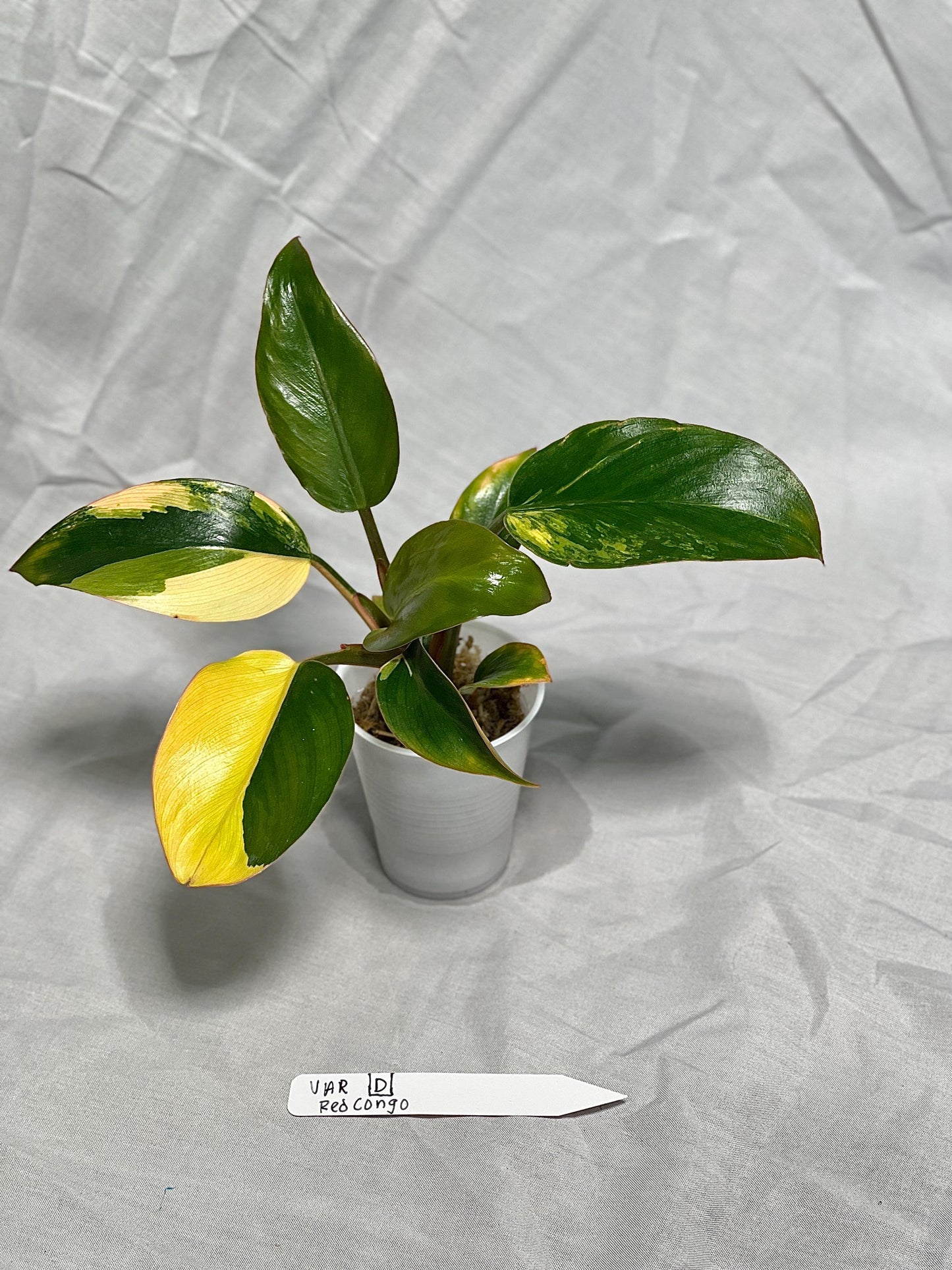 Variegated Red Congo Philodendron - Choose EXACT PLANT 2-3" Pot - Rare Live Houseplant