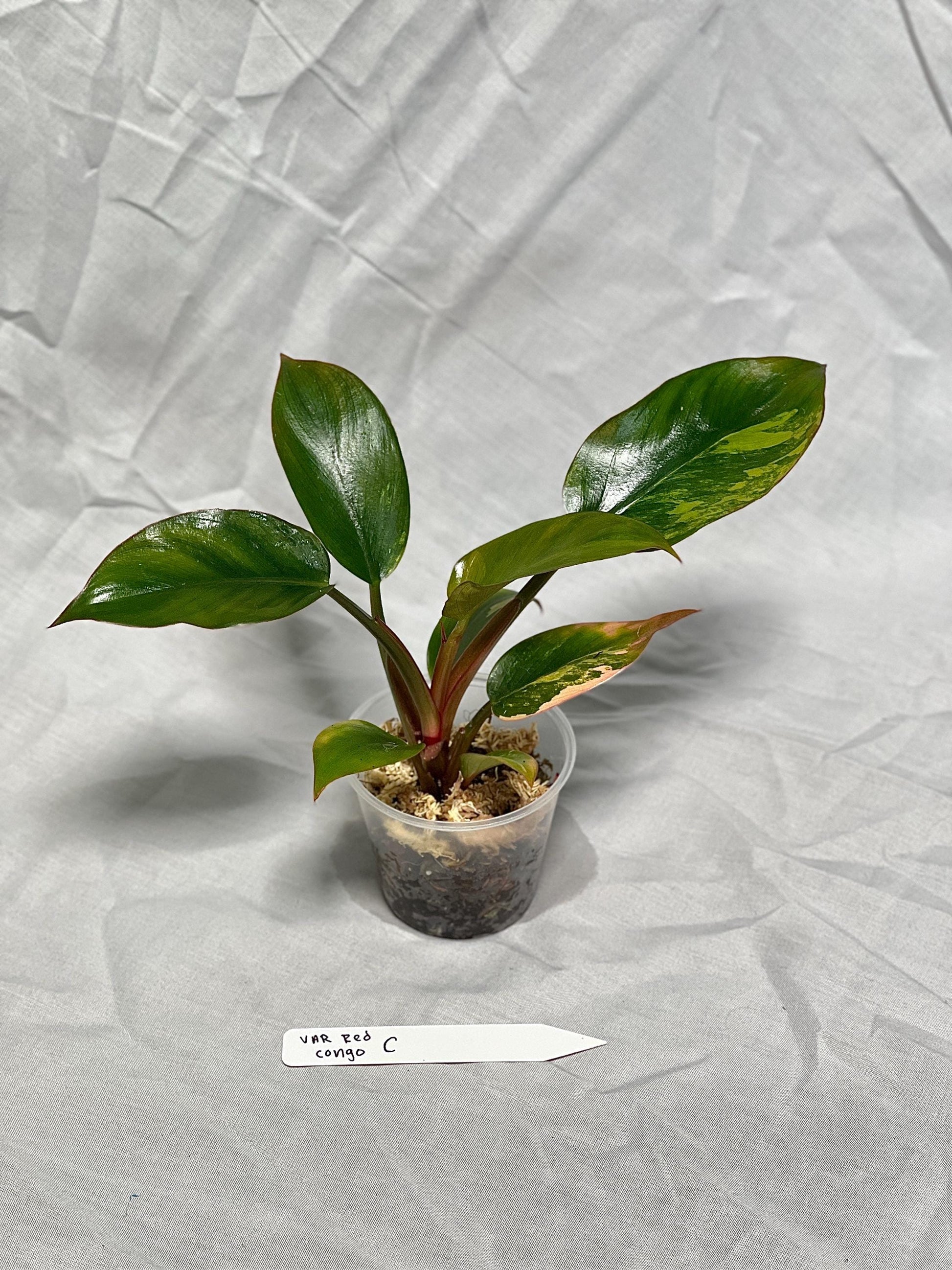 Variegated Red Congo Philodendron - Choose EXACT PLANT 2-3" Pot - Rare Live Houseplant