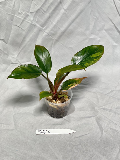 Variegated Red Congo Philodendron - Choose EXACT PLANT 2-3" Pot - Rare Live Houseplant