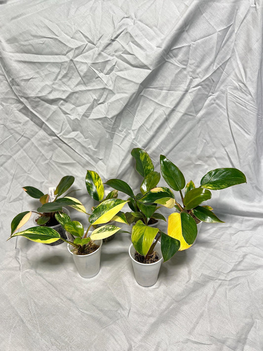 Variegated Red Congo Philodendron - Choose EXACT PLANT 2-3" Pot - Rare Live Houseplant