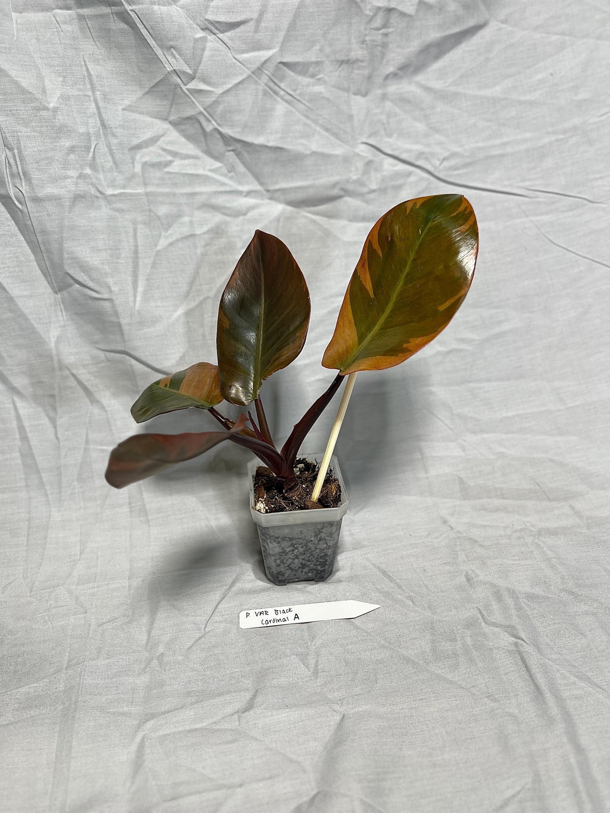 Philodendron Black Cardinal Variegated 4” Pot Starter – EXACT PLANT