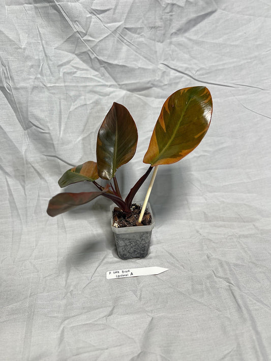 Philodendron Black Cardinal Variegated 4” Pot Starter – EXACT PLANT