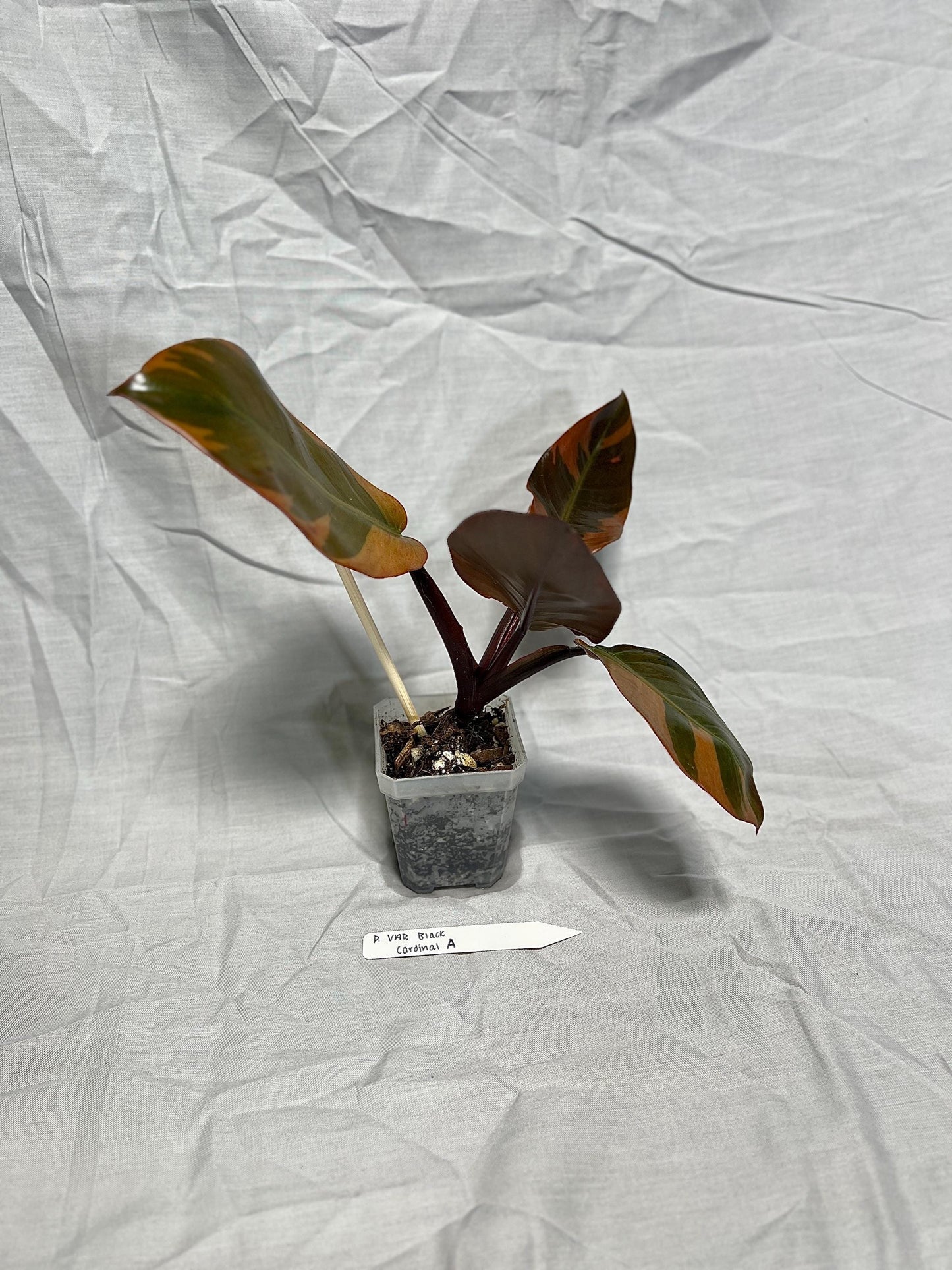Philodendron Black Cardinal Variegated 4” Pot Starter – EXACT PLANT