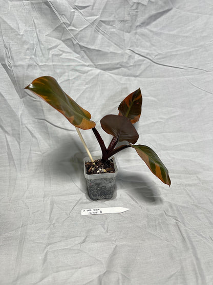 Philodendron Black Cardinal Variegated 4” Pot Starter – EXACT PLANT
