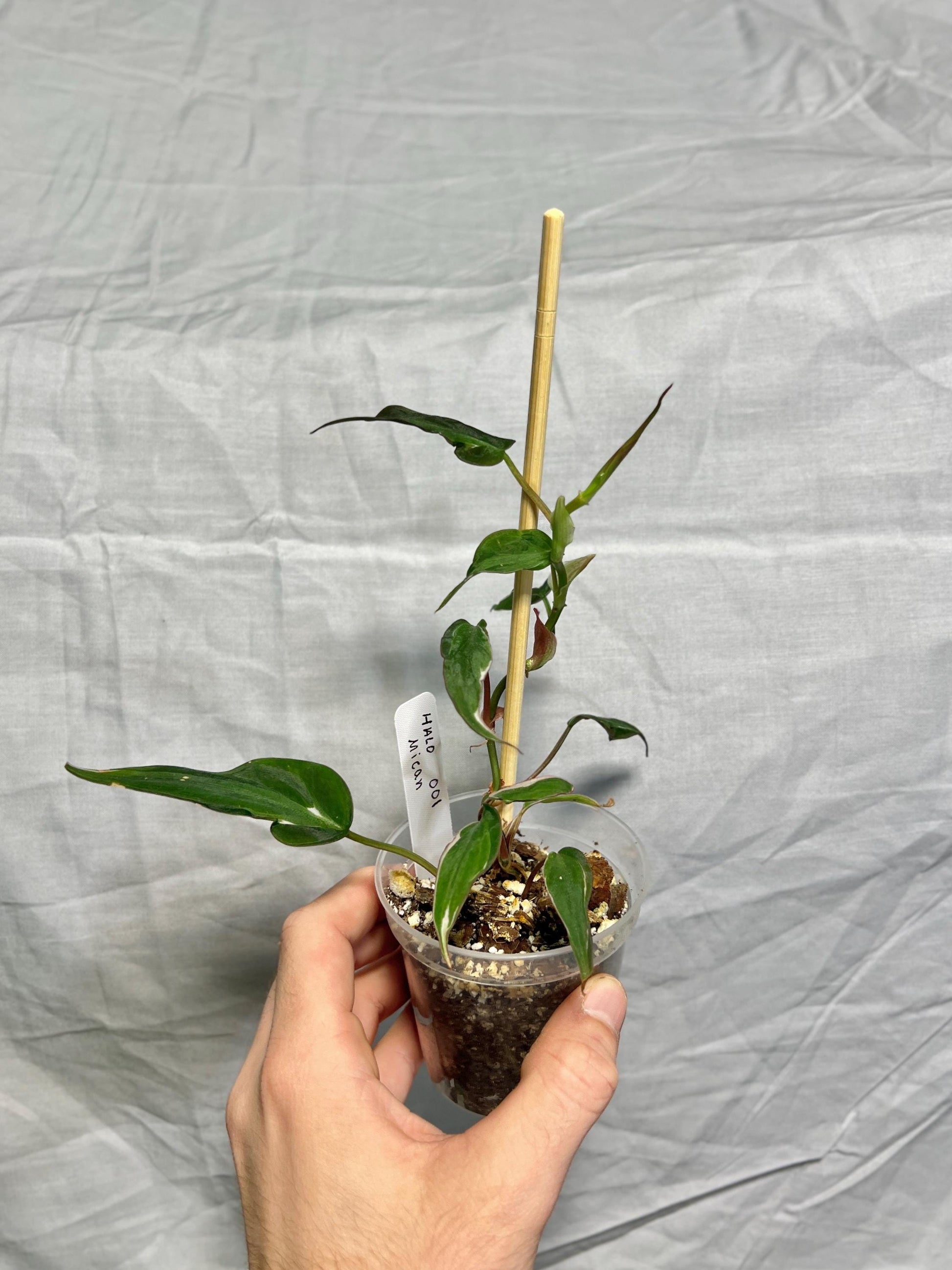 Variegated Philodendron Mican ‘Halo’ 3” Pot – EXACT PLANT – RARE Live Houseplant