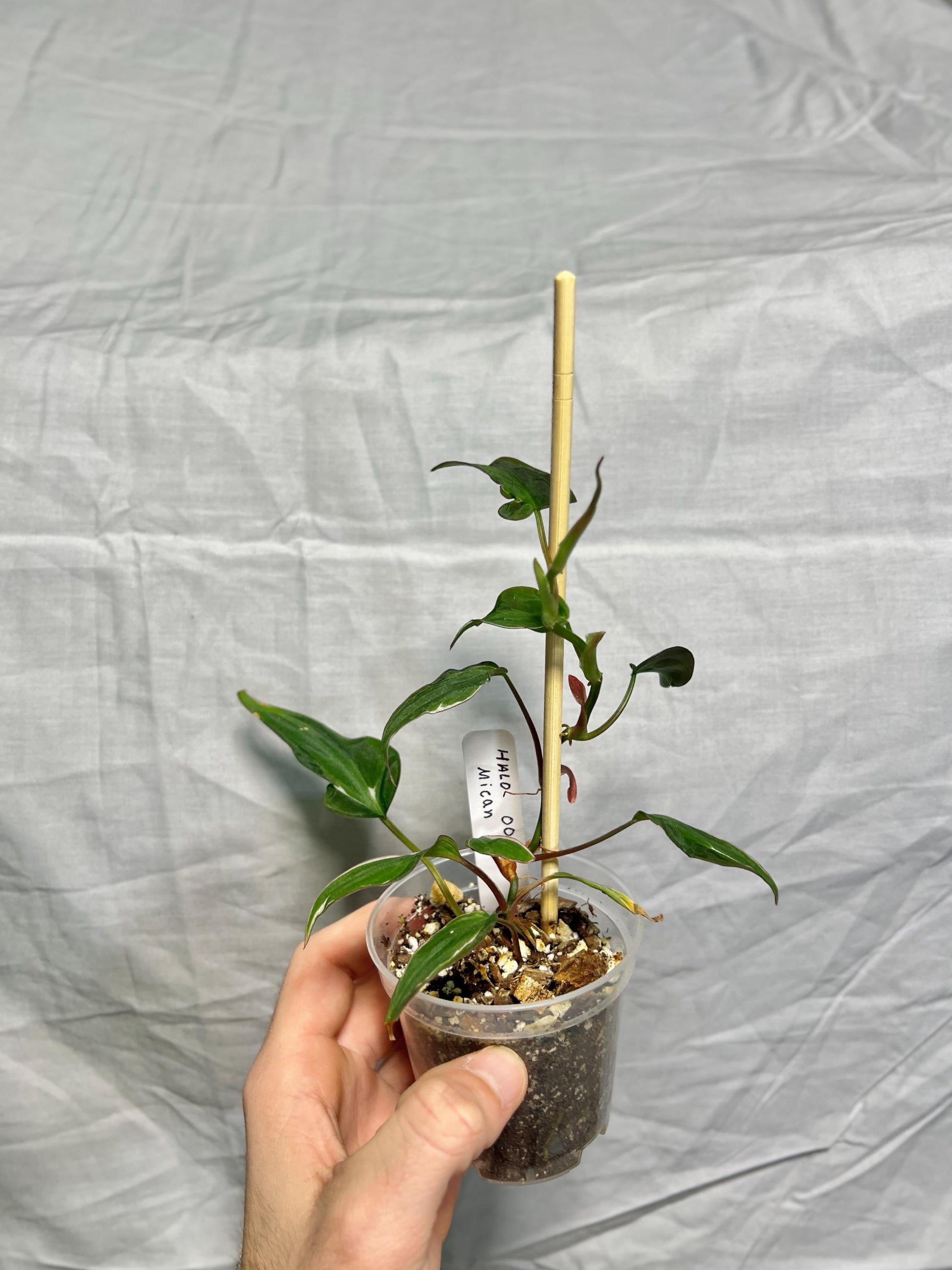 Variegated Philodendron Mican ‘Halo’ 3” Pot – EXACT PLANT – RARE Live Houseplant