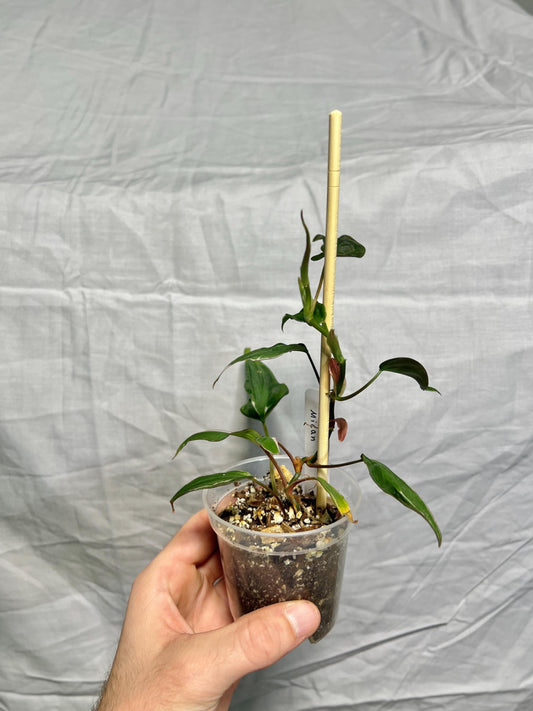 Variegated Philodendron Mican ‘Halo’ 3” Pot – EXACT PLANT – RARE Live Houseplant