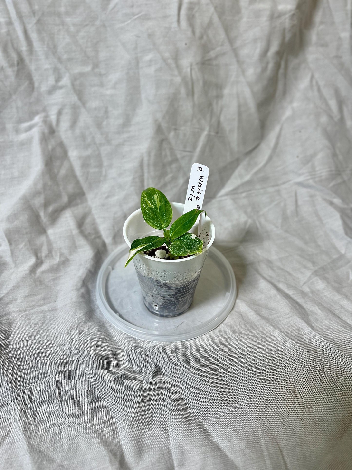 Philodendron White Wizard 2” Pot Starter – EXACT PLANT – rare variegated philodendron live aroid tropical houseplant