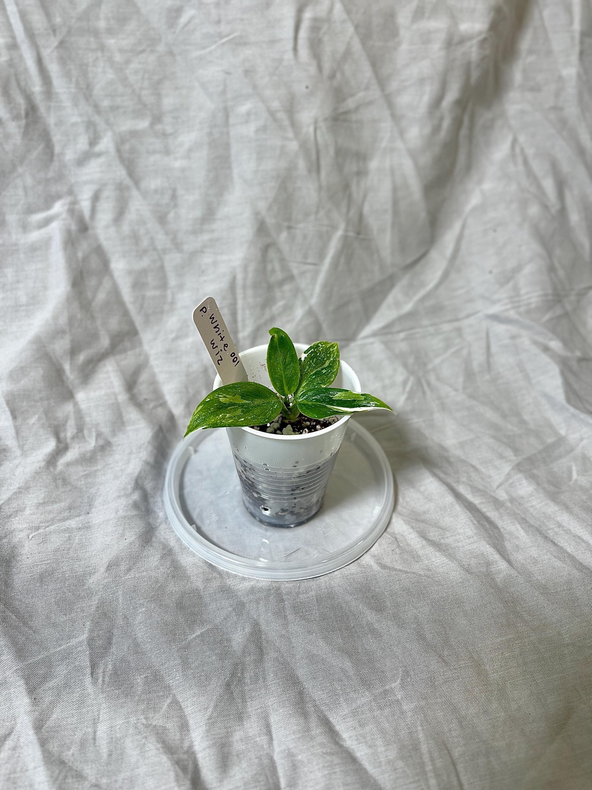 Philodendron White Wizard 2” Pot Starter – EXACT PLANT – rare variegated philodendron live aroid tropical houseplant