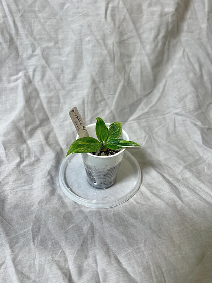 Philodendron White Wizard 2” Pot Starter – EXACT PLANT – rare variegated philodendron live aroid tropical houseplant