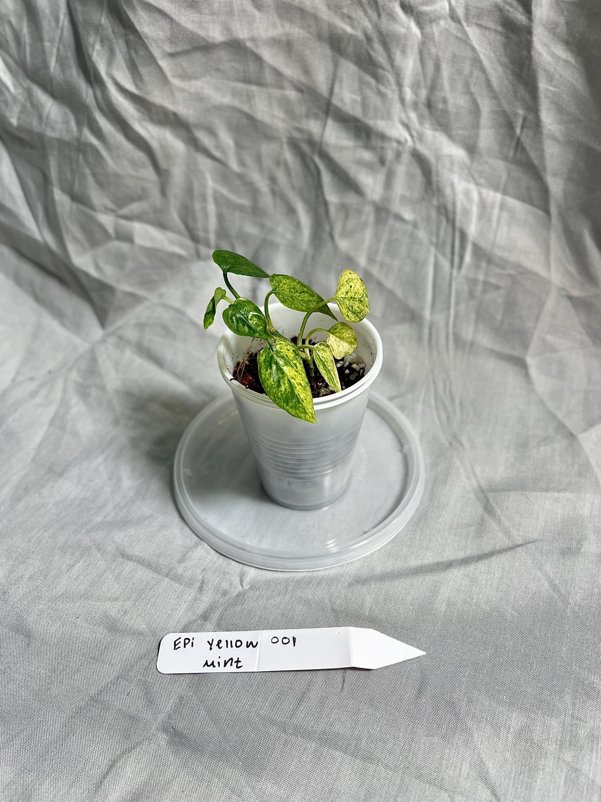 Epipremnum Pinnatum Yellow Mint Starter Plant 2" Pot – EXACT PLANT – RARE Live Houseplant