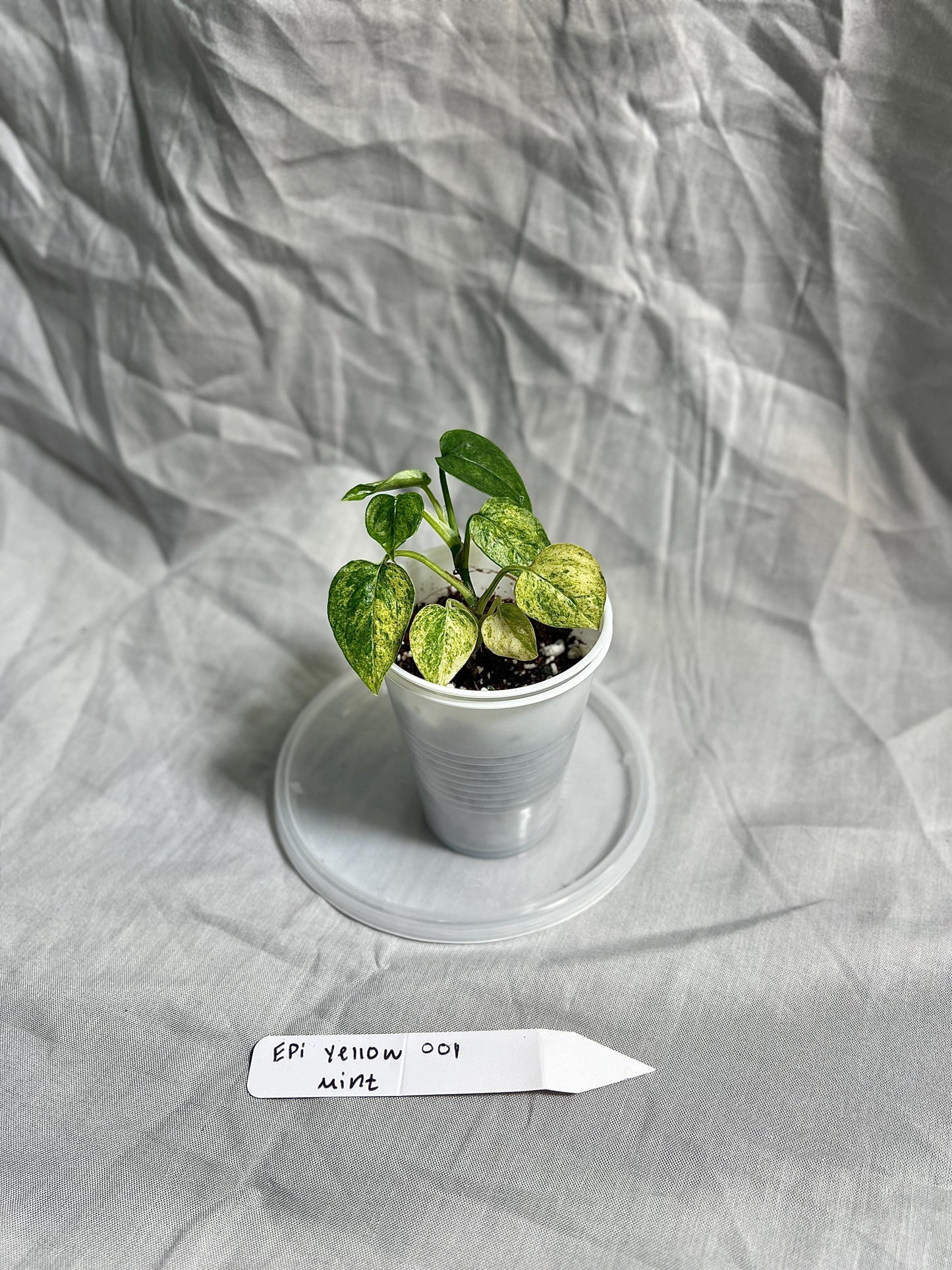 Epipremnum Pinnatum Yellow Mint Starter Plant 2" Pot – EXACT PLANT – RARE Live Houseplant