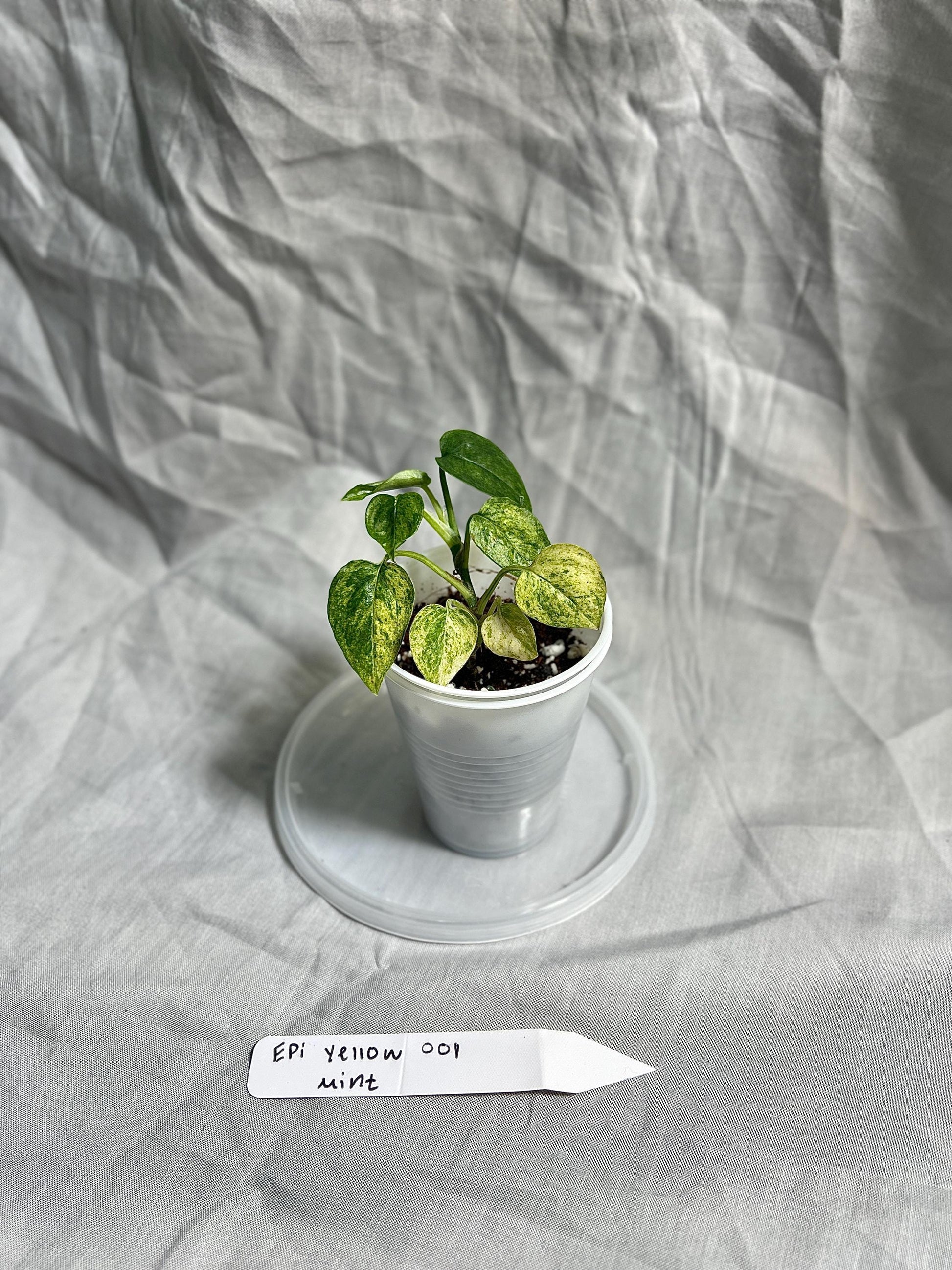 Epipremnum Pinnatum Yellow Mint Starter Plant 2" Pot – EXACT PLANT – RARE Live Houseplant