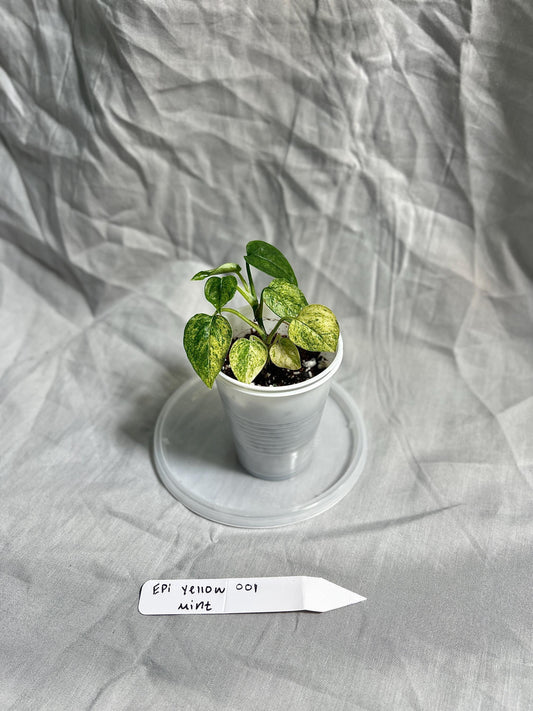 Epipremnum Pinnatum Yellow Mint Starter Plant 2" Pot – EXACT PLANT – RARE Live Houseplant