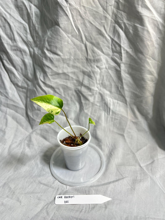 Anthurium Hookeri Variegated 2” Pot Starter – EXACT PLANT – rare variegated anthurium live aroid tropical houseplant